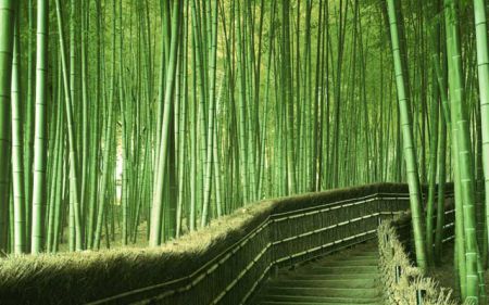 3-bambuk-v-interere