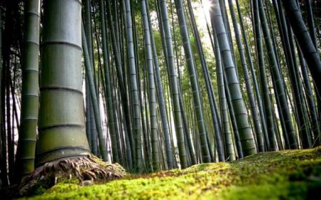 2-bambuk-v-interere