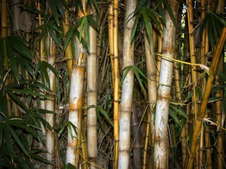 1-bambuk-v-interere